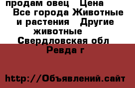  продам овец › Цена ­ 100 - Все города Животные и растения » Другие животные   . Свердловская обл.,Ревда г.